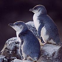 Pohatu Penguins on Akaroa