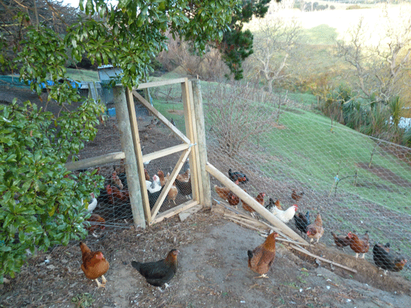 Chicken house