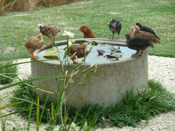 Baby Chickens look for water