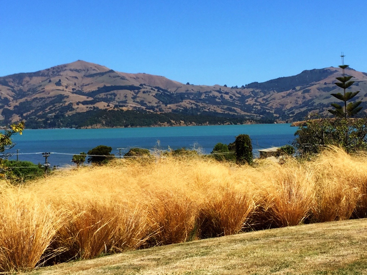 The Harbour through the tussock
